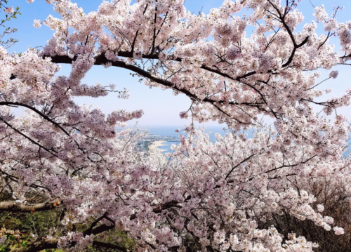 須磨浦山上遊園の桜